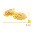 Dito Sama SS Slicing Disc with S-Blades 5 mm - DS650086